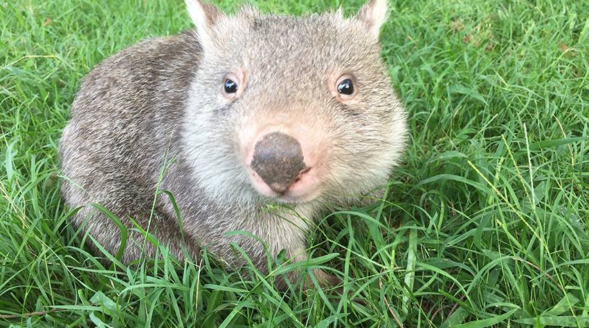 Wombat, Baby Wombat, Joey