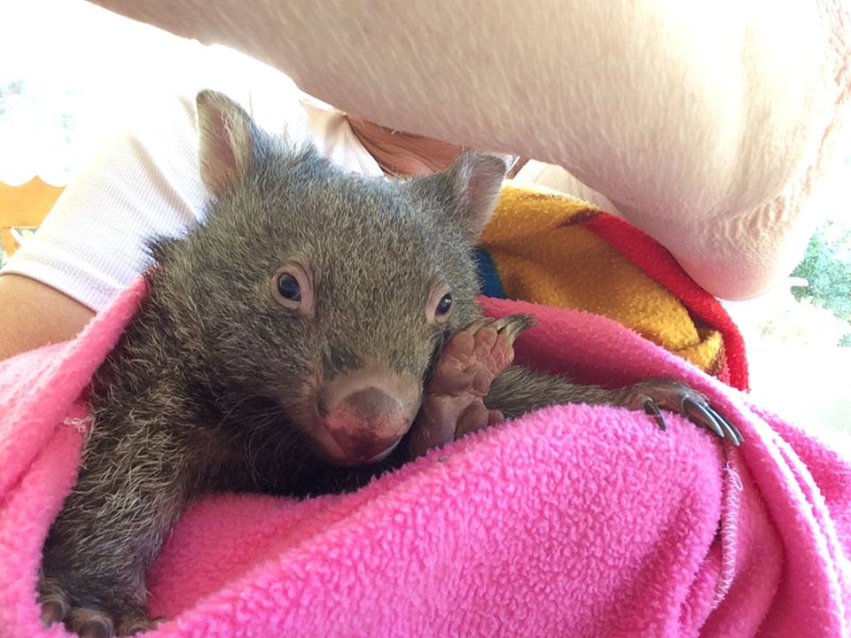 Wombat, Baby Wombat, Joey