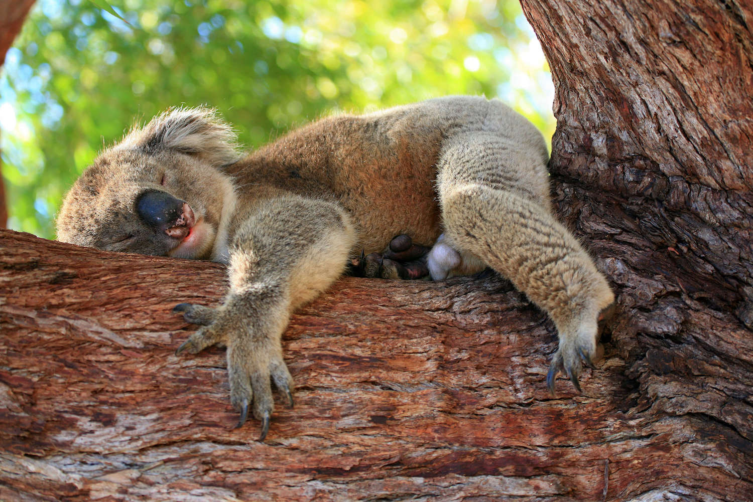 Where did all the koalas go
