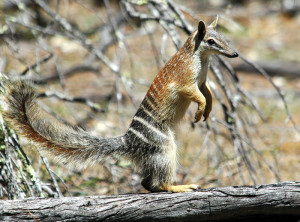 The Numbat is just one of Australia's threatened species